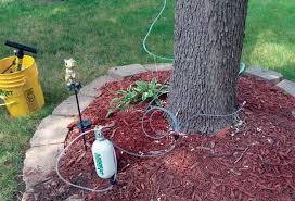 Emerald Ash Borer Treament