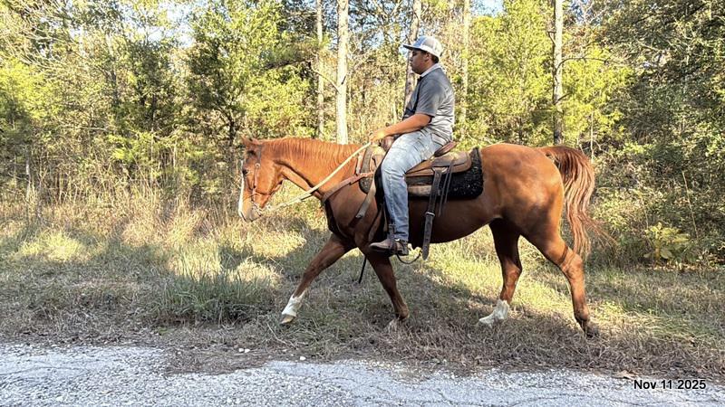 💚Ranger Safe for All Ages💚