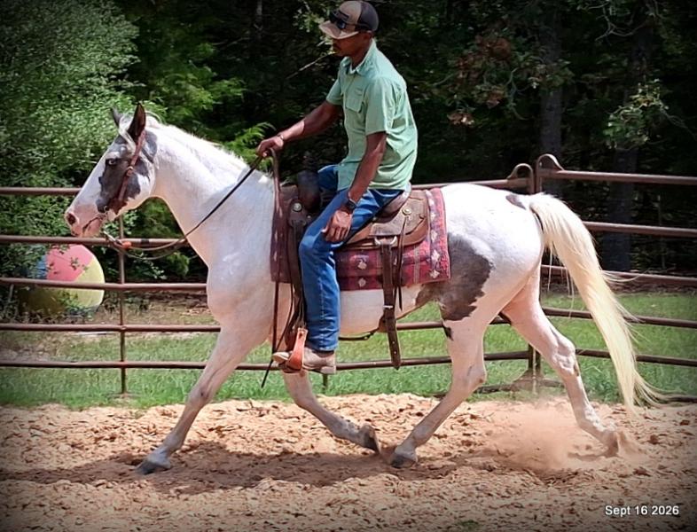 💚 Cosmo | Kid-Safe Spotted Gaited Gelding