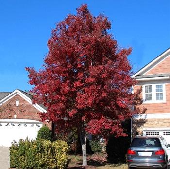 Red Maple (Acer rubrum)