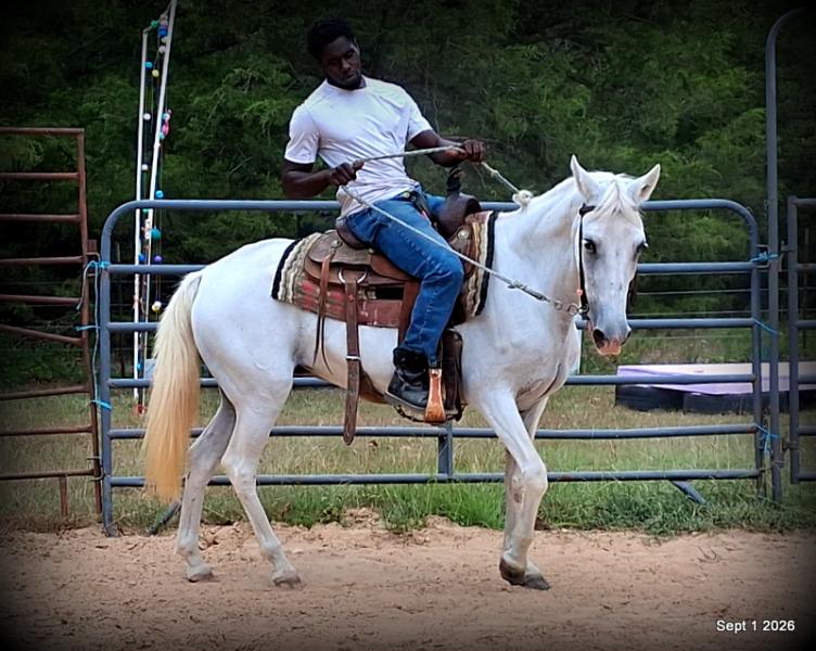 💛 🐴 Wisp • Beginner Safe, Smooth & Gentle Trail Mare 💛