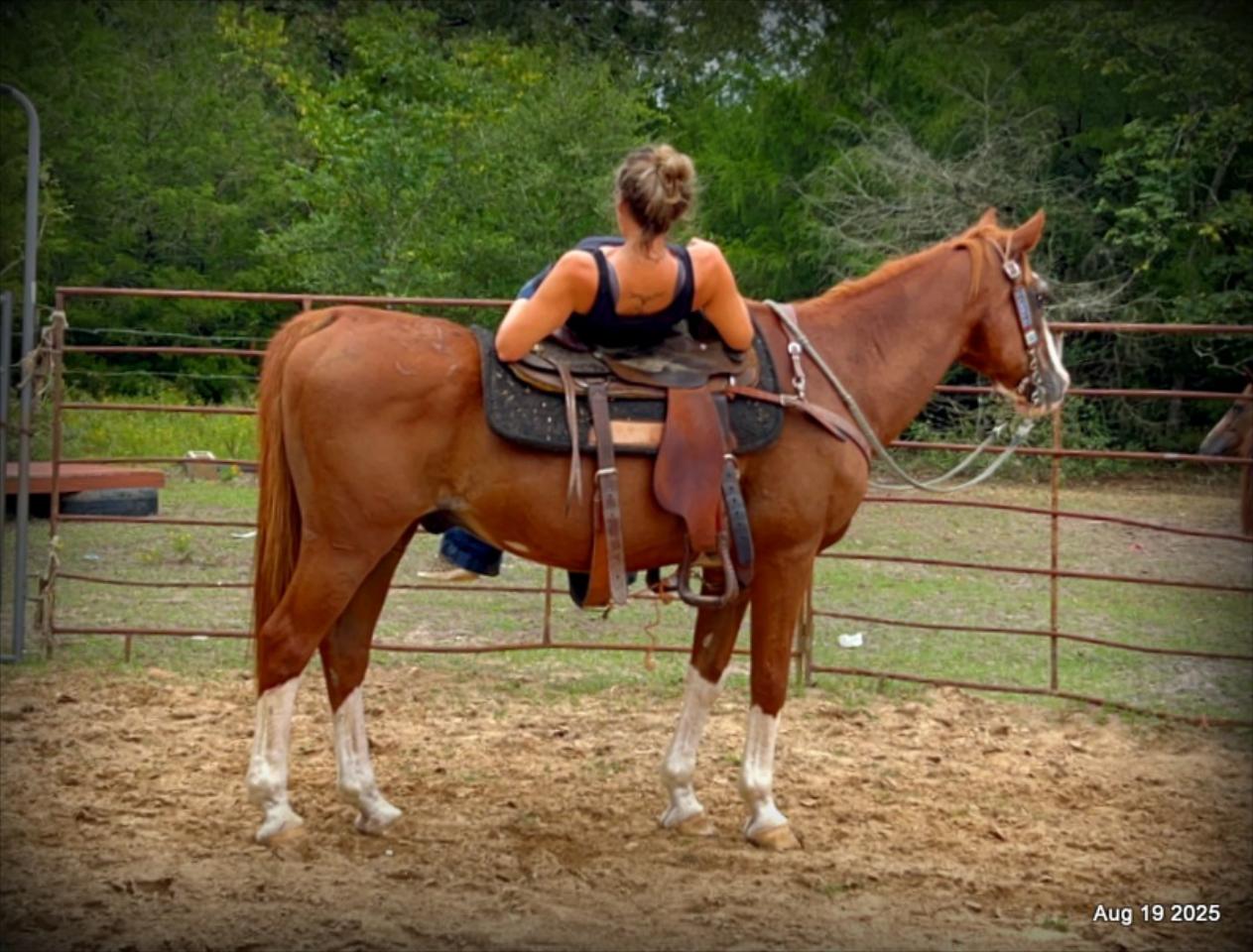 Cooper Amazing Beginners Horse