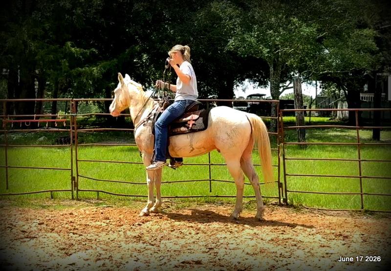 💚Prince💚Meet Prince: Your Dream Riding Partner! 👑