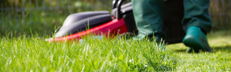 Professional Grass Maintenance