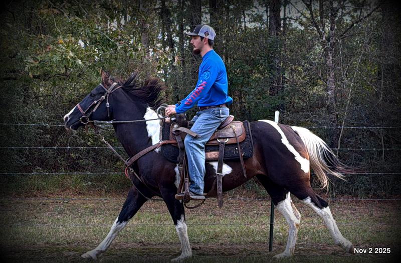 🧡Ragan🧡🎄 ✨ A Christmas Dream Horse Looking for Her Forever Home ✨ 🎄