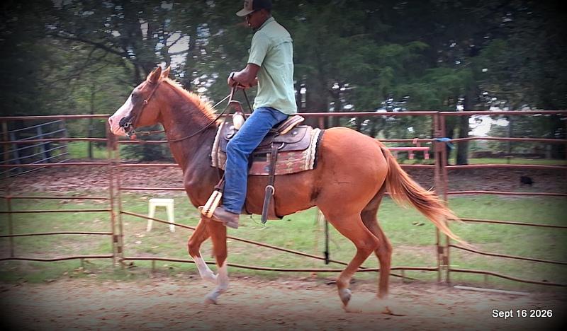 💚 Rocky | Kid-Safe Family Trail Gelding