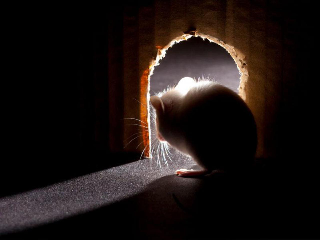 Rodent Services for Residential or Commercial