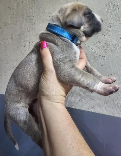 Blue Fawn Mantle Female