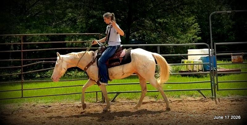 💚Prince💚Meet Prince: Your Dream Riding Partner! 👑