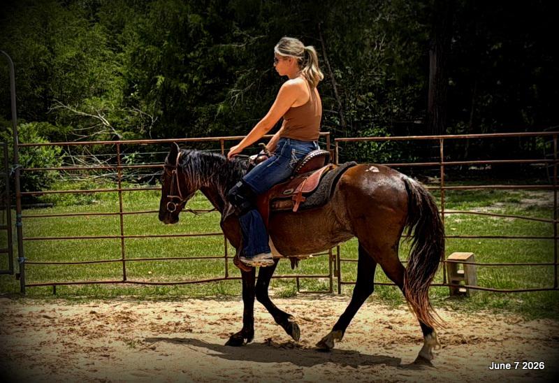💛Bugs💛Smooth-Gaited Trail Mare 🌟