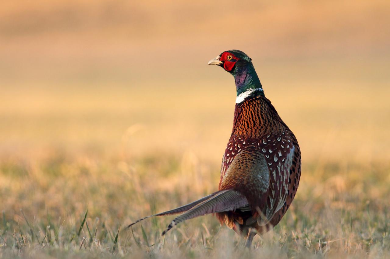 Pheasant Hunting Guide