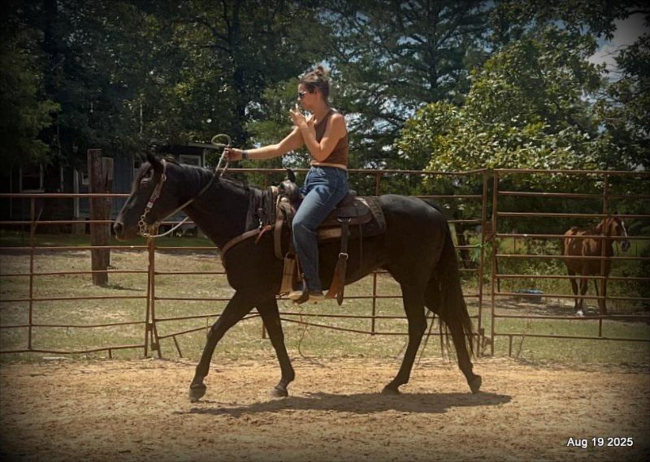For Sale: Raven – 15-Year-Old Black Mare
