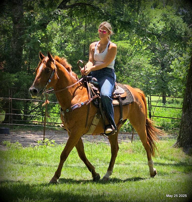 Smart Little Buzz AKA hawk