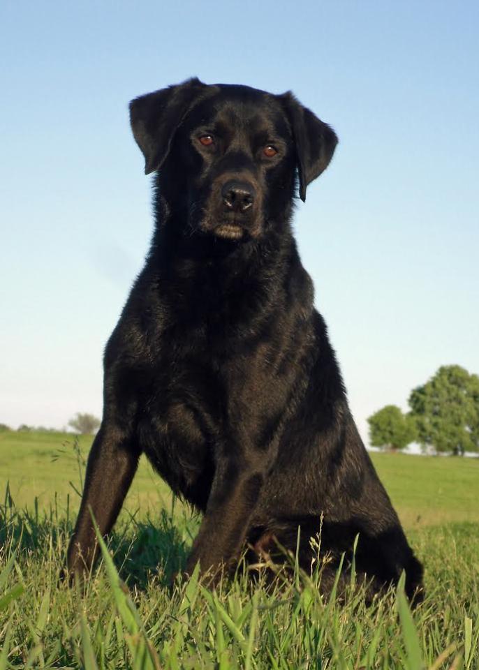 GRHRCH UH CPR Lucy's Lefty Dakota Thunder "Kota"