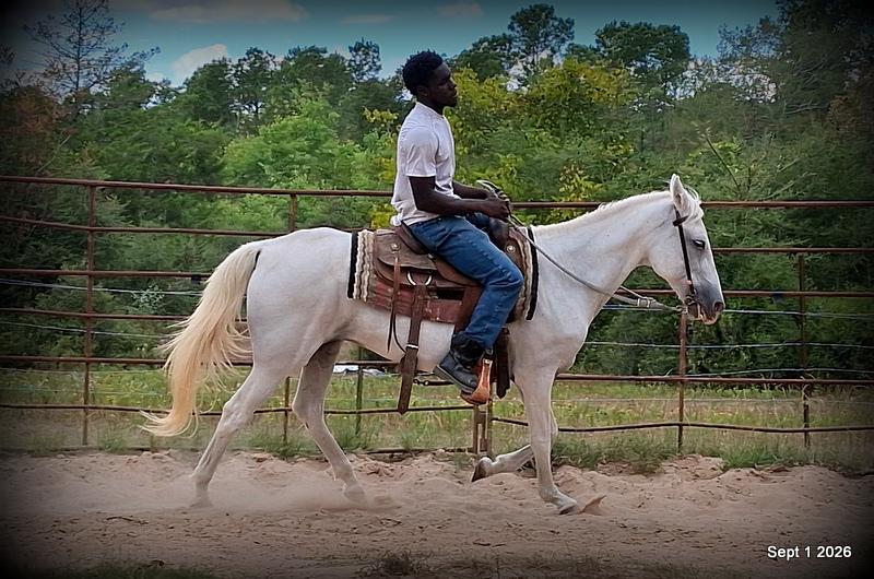 💛 🐴 Wisp • Beginner Safe, Smooth & Gentle Trail Mare 💛
