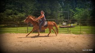 Belle’s Story: A Heart That Never Gave Up