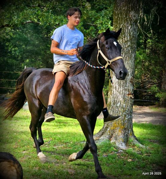 Gentle Riding Midnight ***Gentle, Gaited Trail Gelding