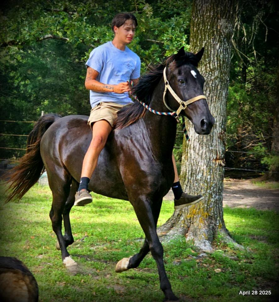 Midnight ***Gentle, Gaited Trail Gelding