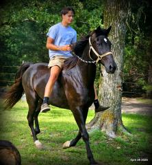 Midnight ***Gentle, Gaited Trail Gelding