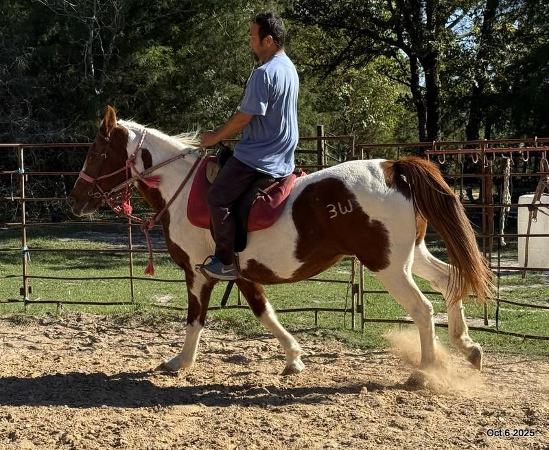 Jazzy – A Warrior Seeking Her Second Chance