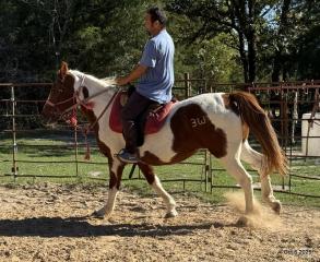 Jazzy – A Warrior Seeking Her Second Chance