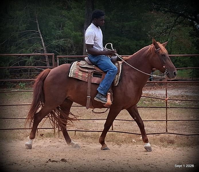 💚🐴 Cricket • Kid Safe & Beginner Safe Family Mare💚
