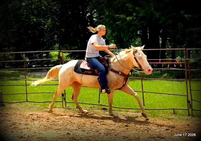 💚Prince💚Meet Prince: Your Dream Riding Partner! 👑