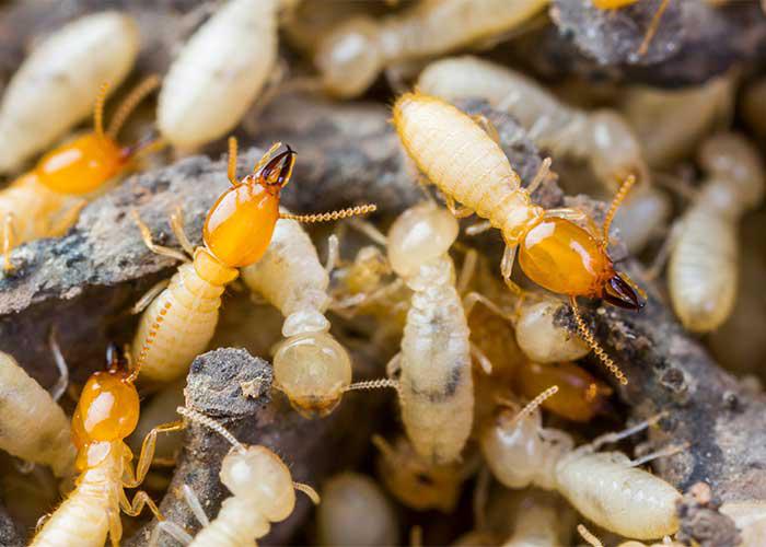 Termites