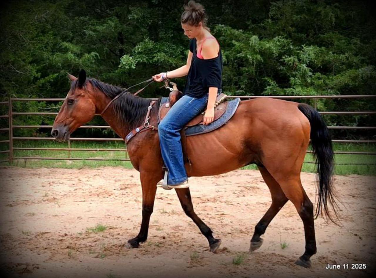 Sammy – A Comeback Story with a Heart of Gold