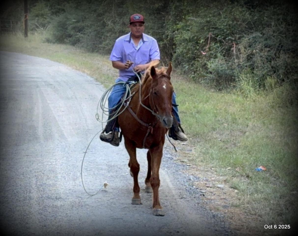 Biggie – Ranch-Tested, Family-Safe, and Ready to Ride!