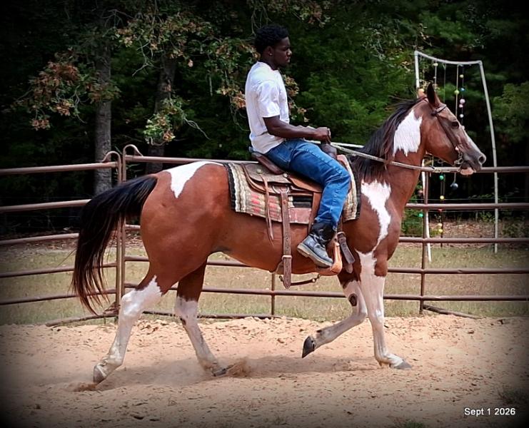 💛 🐴 Milly • Beginner Safe, Confident & Smooth Trail Mare💛