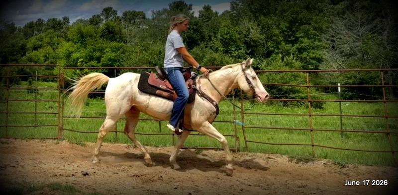 💚Prince💚Meet Prince: Your Dream Riding Partner! 👑