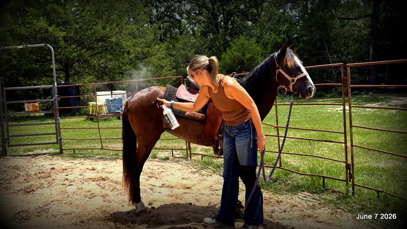 💛Bugs💛Smooth-Gaited Trail Mare 🌟
