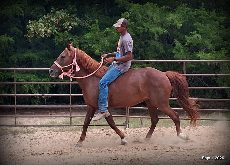 💚🐴 Cricket • Kid Safe & Beginner Safe Family Mare💚