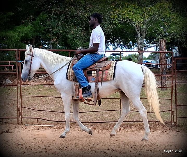 💛 🐴 Wisp • Beginner Safe, Smooth & Gentle Trail Mare 💛