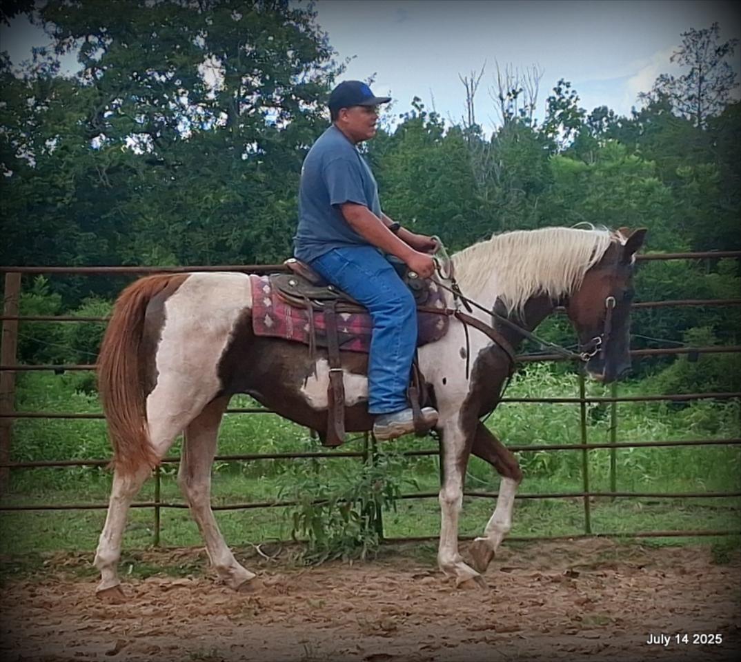 Jazzy – Beautiful Paint Mare with a Heart of Gold