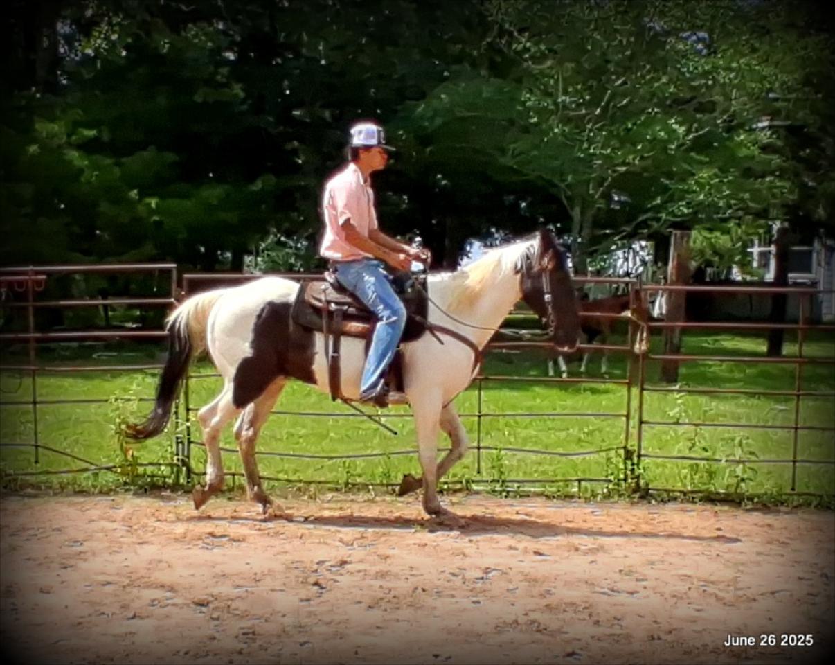 Meet Patrick – The Perfect Family Gelding!