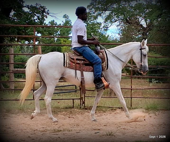 💛 🐴 Wisp • Beginner Safe, Smooth & Gentle Trail Mare 💛