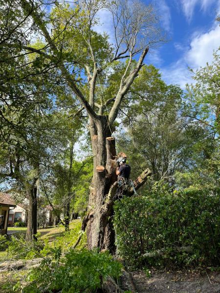 Tree Removal&nbsp;&nbsp;New Smyra Beach, FL