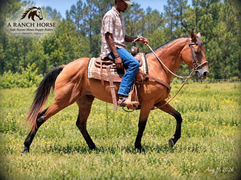 🧡🐴 Sable • Advanced Beginner, Family Friendly & Dependable Trail Mare 🧡