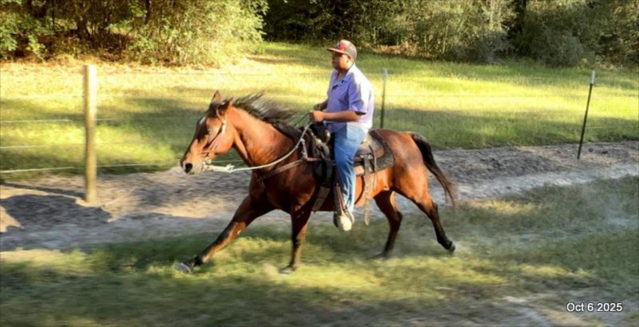 🌟 Meet Brownie – Your All-Around Ranch and Trail Partner 🌟