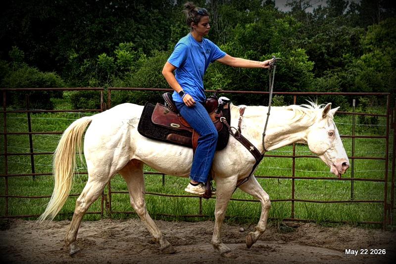 💚Prince💚Meet Prince: Your Dream Riding Partner! 👑