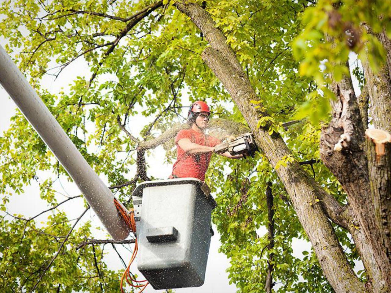 Tree Trimming
