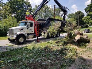 Tree Removal