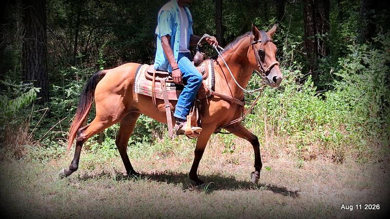 💚Sable • Beginner Safe & Family Safe Mare💚