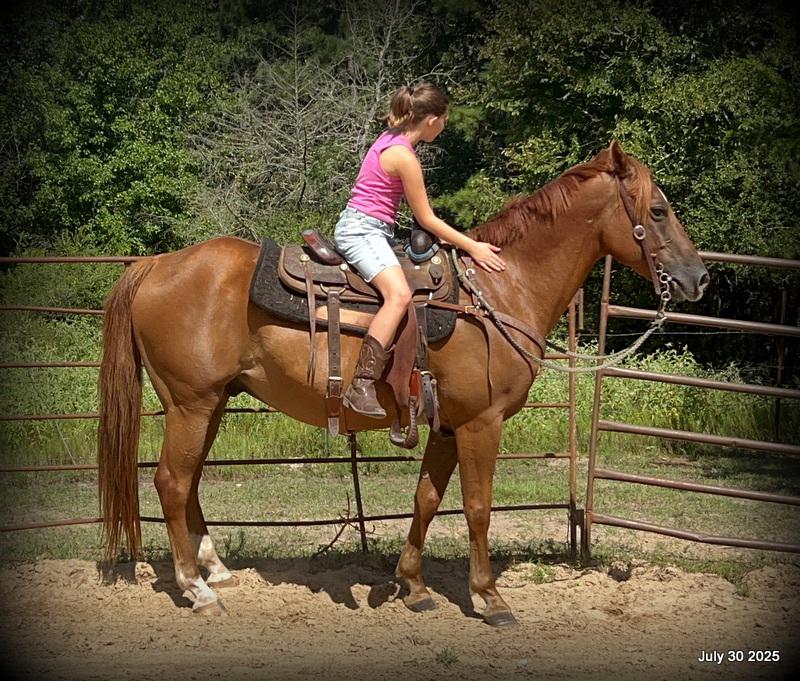 Smart Little Buzz AKA hawk