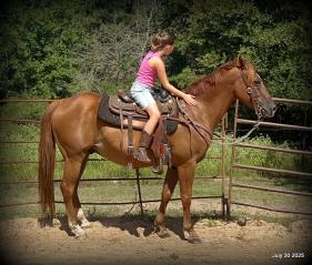 Smart Little Buzz AKA hawk