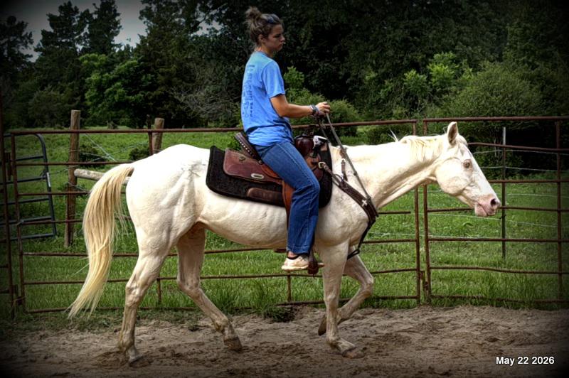 💚Prince💚Meet Prince: Your Dream Riding Partner! 👑