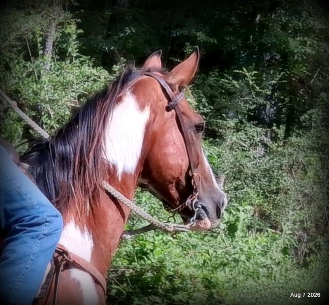 💛Milly • Confident, Smooth & Ready for the Trail 💛