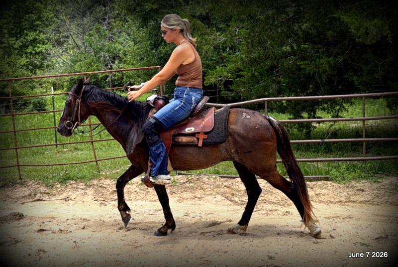 💛Bugs💛Smooth-Gaited Trail Mare 🌟
